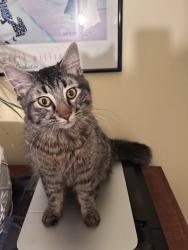 Found/Stray Male Cat last seen 19th and Benning NE, Washington, DC near Hechinger Mall, Washington, DC 20002