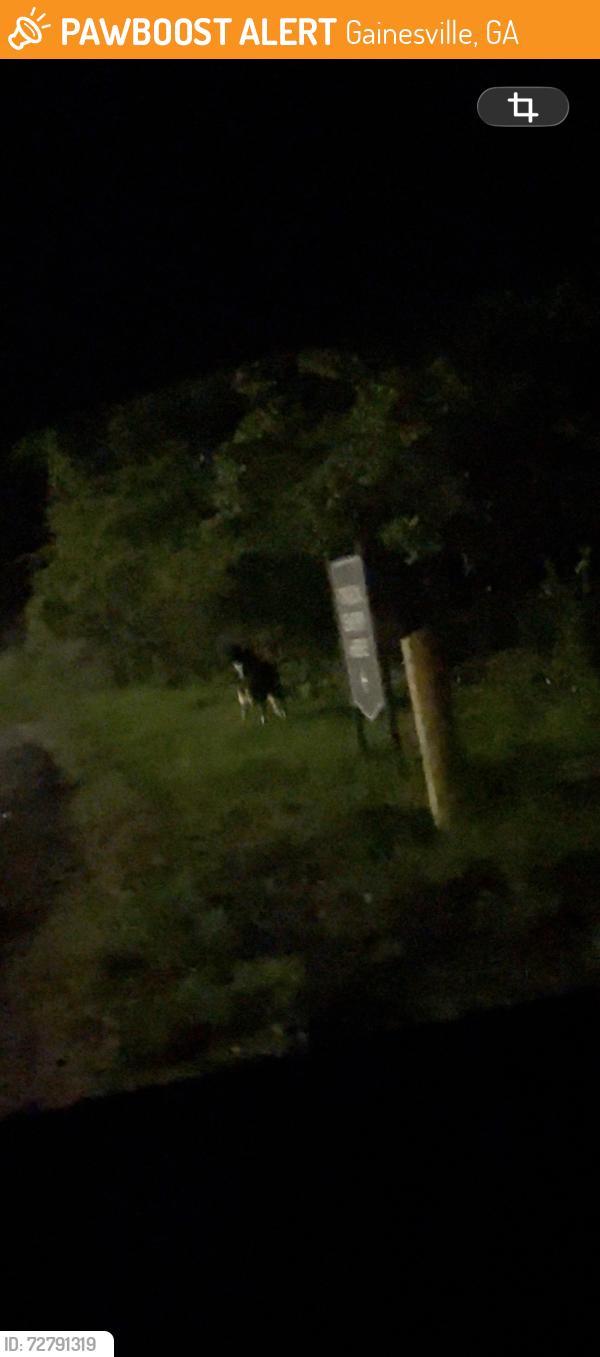 Found/Stray Unknown Dog last seen walking from near the wilshire trail up to behind the ju jitsu building. walked along the back until i lost sight., Gainesville, GA 30501