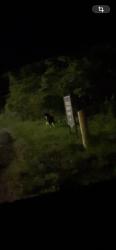 Found/Stray Unknown Dog last seen walking from near the wilshire trail up to behind the ju jitsu building. walked along the back until i lost sight., Gainesville, GA 30501