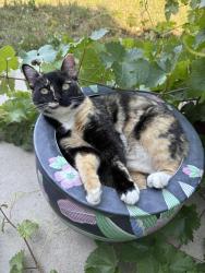 Lost Female Cat last seen Pigeon pass and ironwood , Moreno Valley, CA 92557