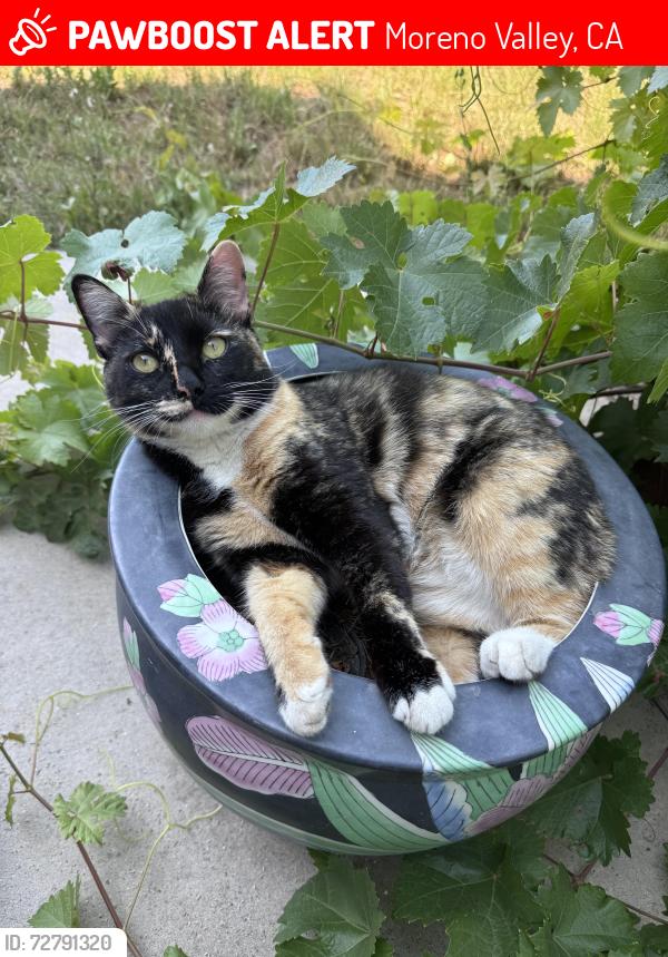 Lost Female Cat last seen Pigeon pass and ironwood , Moreno Valley, CA 92557