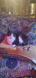 Reunited Female Cat last seen Parsons Ave near All Persons Rotary Park, Brandon, FL 33511