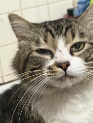 Lost Male Cat last seen Near Ne 11th street, Gainesville, FL 32601