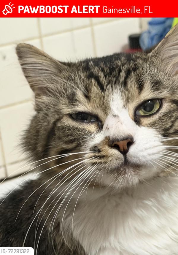 Lost Male Cat last seen Near Ne 11th street, Gainesville, FL 32601