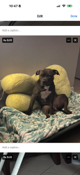 Lost Female Dog last seen By the townhouses, Brandon, FL 33511