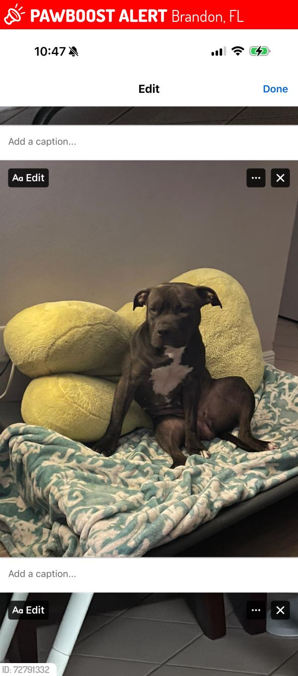 Lost Female Dog last seen By the townhouses, Brandon, FL 33511