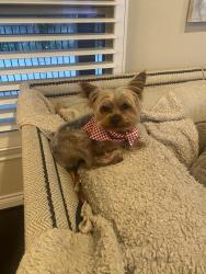 Lost Male Dog last seen Andrew Ridge and Dawn Brook, Conroe, TX 77384