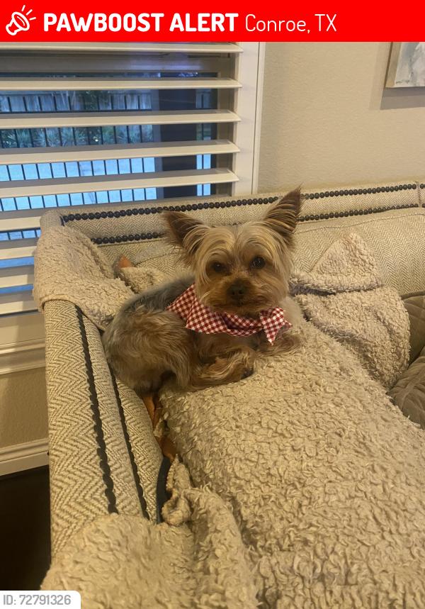Lost Male Dog last seen Andrew Ridge and Dawn Brook, Conroe, TX 77384