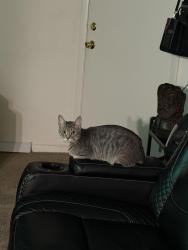 Lost Female Cat last seen Village cirl, Newark, DE 19713