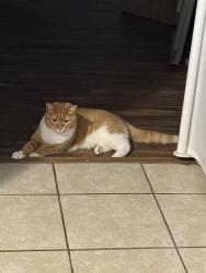 Lost Male Cat last seen Whiffletree road , North Chesterfield, VA 23236