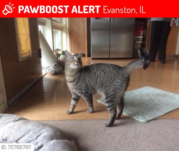 Lost Male Cat last seen Howard and Barton in the River Road are, Evanston, IL 60202