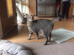 Lost Male Cat last seen Howard and Barton in the River Road are, Evanston, IL 60202