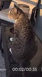 Found/Stray Unknown Cat last seen Temple St and Village Blvd, West Palm Beach, FL 33407