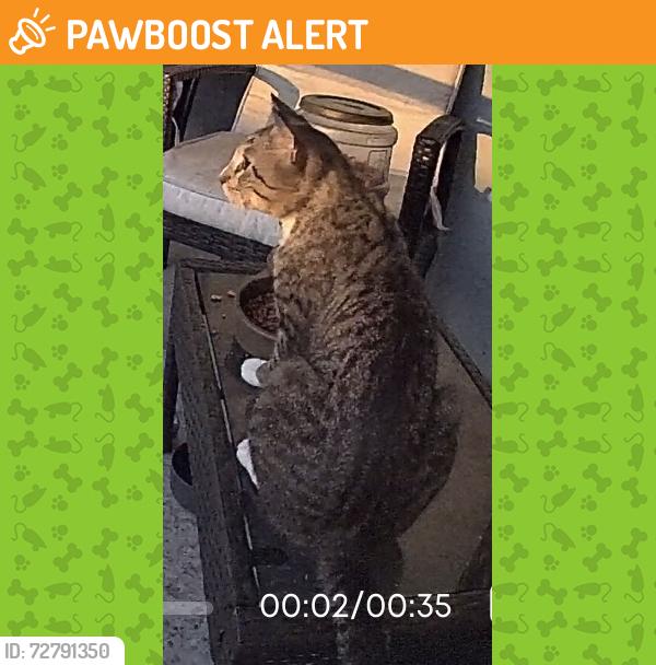 Found/Stray Unknown Cat last seen Temple St and Village Blvd, West Palm Beach, FL 33407
