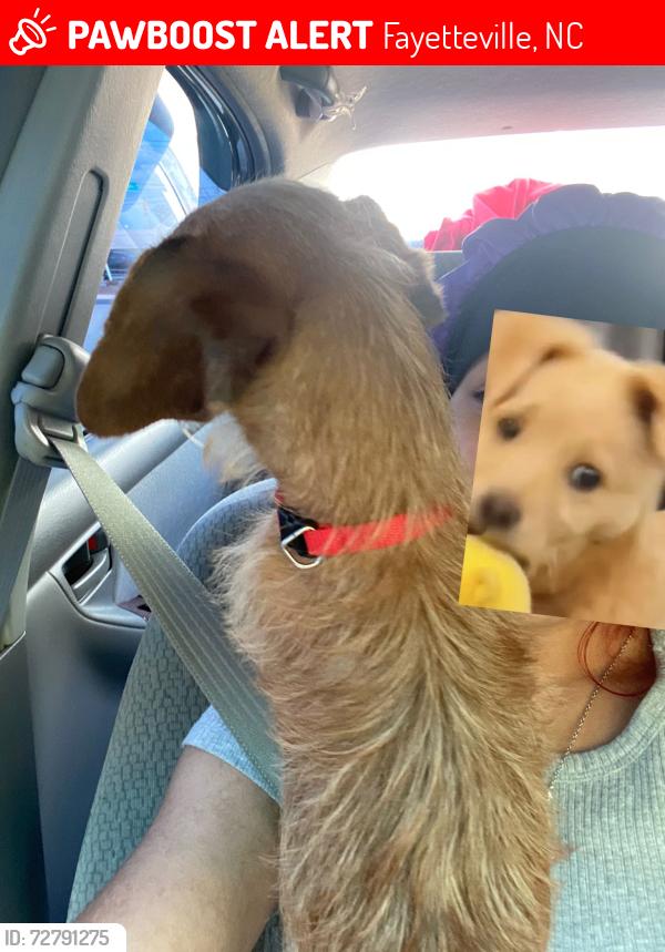 Lost Male Dog last seen Ingleside Dr and Jennings Ln, Fayetteville, NC 28303