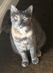 Lost Female Cat last seen South Shore Blvd and Austin Breeze Lane, , League City, TX 77573
