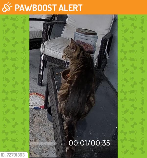 Found/Stray Unknown Cat last seen Temple St and Village Blvd, West Palm Beach, FL 33407