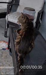 Found/Stray Unknown Cat last seen Temple St and Village Blvd, West Palm Beach, FL 33407