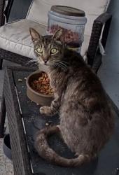 Found/Stray Unknown Cat last seen Temple St & Village Blvd, West Palm Beach, FL 33407