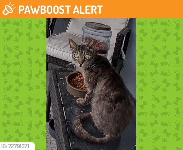 Found/Stray Unknown Cat last seen Temple St & Village Blvd, West Palm Beach, FL 33407