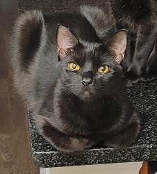 Lost Male Cat last seen Ohio St beach entrance on the boardwalk. Across from the Yards and Crasars., Atlantic City, NJ 08404