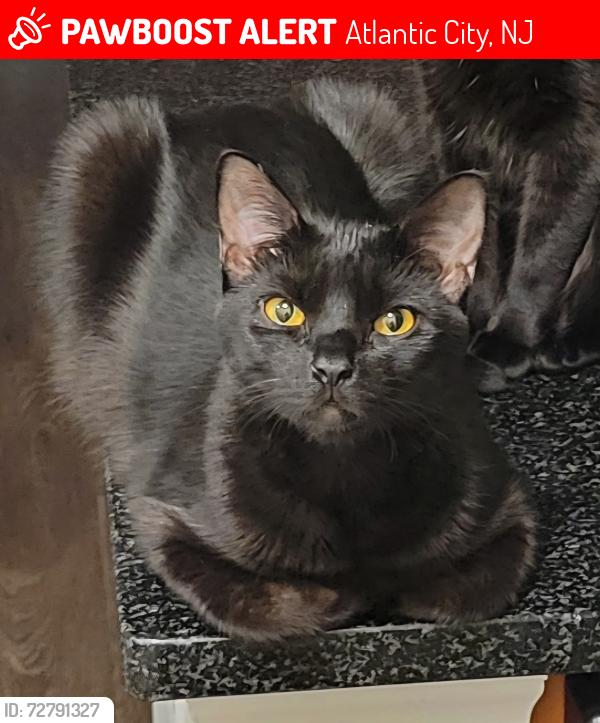 Lost Male Cat last seen Ohio St beach entrance on the boardwalk. Across from the Yards and Crasars., Atlantic City, NJ 08404