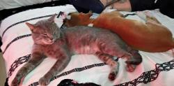 Lost Male Cat last seen Near scenic oaks Buda tx 78610, Buda, TX 78610
