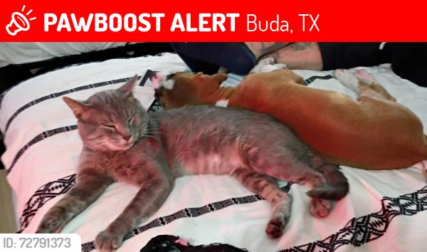 Lost Male Cat last seen Near scenic oaks Buda tx 78610, Buda, TX 78610