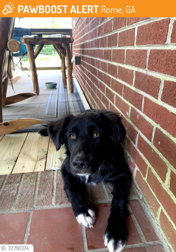 Found/Stray Male Dog last seen Garden Lakes BLVD NW , Rome, GA 30165
