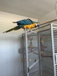 Lost Female Bird last seen Colonial byrd, Chesapeake, VA 23323