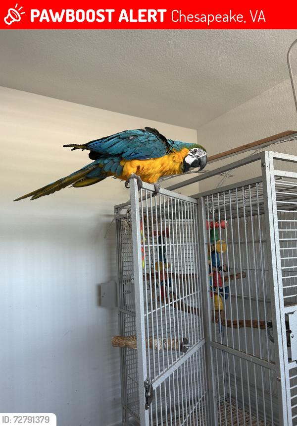 Lost Female Bird last seen Colonial byrd, Chesapeake, VA 23323