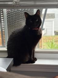 Lost Female Cat last seen Riverside Baptist Church, Greer, SC 29650