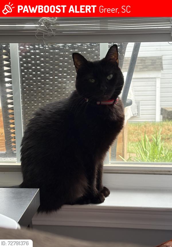 Lost Female Cat last seen Riverside Baptist Church, Greer, SC 29650