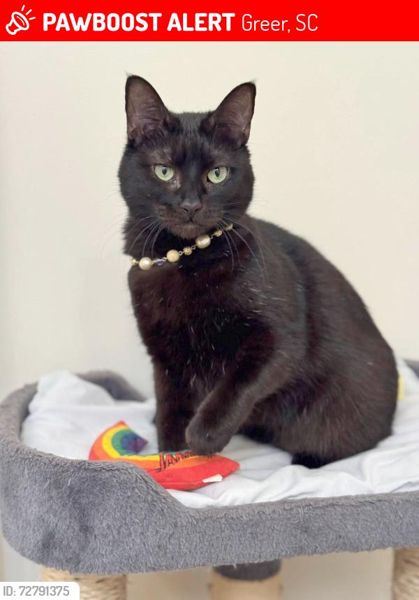 Lost Female Cat last seen near Riverside High School, Greer, SC 29650