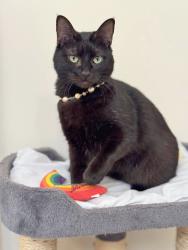 Lost Female Cat last seen near Riverside High School, Greer, SC 29650