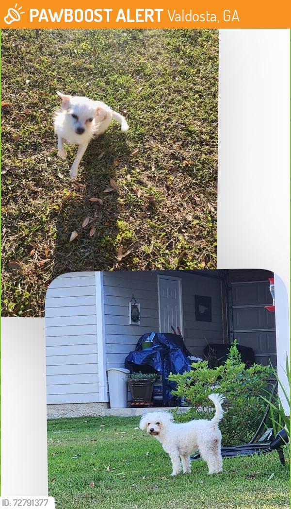 Found/Stray Unknown Dog last seen near farmer’s market, Valdosta, GA 31601