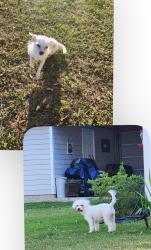 Found/Stray Unknown Dog last seen near farmer’s market, Valdosta, GA 31601