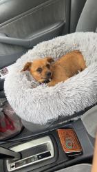 Lost Female Dog last seen W dove lane and Harley , Harker Heights, TX 76548
