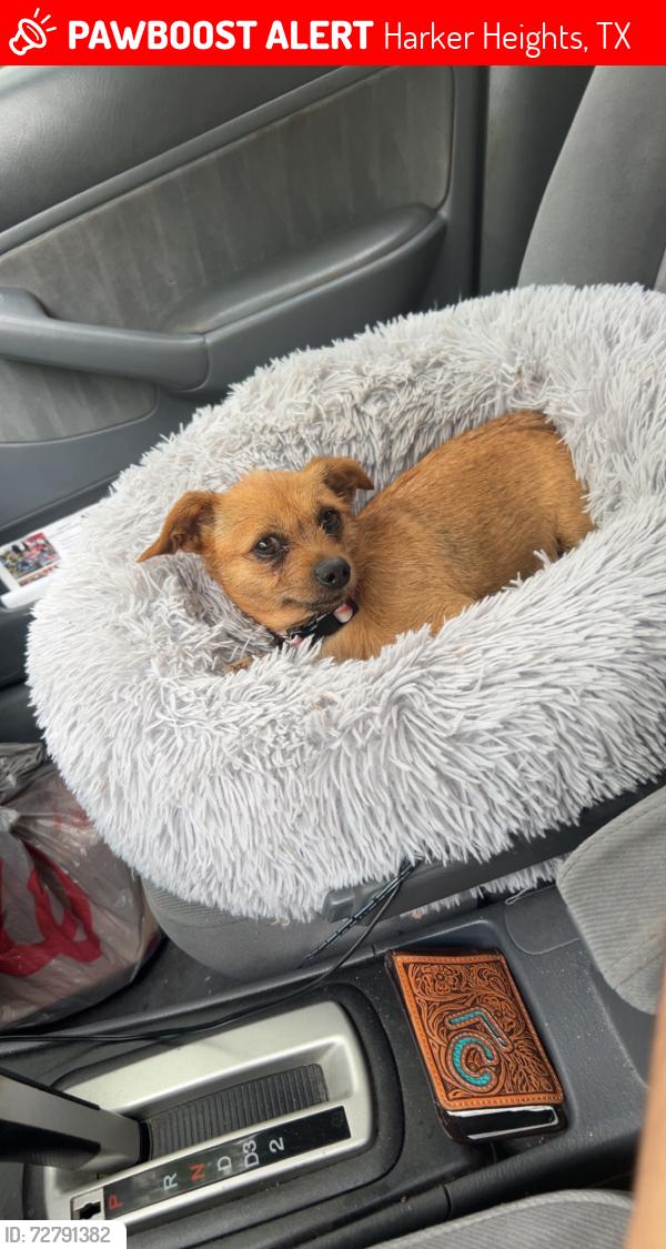 Lost Female Dog last seen W dove lane and Harley , Harker Heights, TX 76548