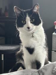 Lost Male Cat last seen austintown ohio, Mineral Ridge, OH 44440