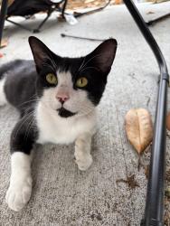 Found/Stray Male Cat last seen Soda Pop District , Wilmington, NC 28401