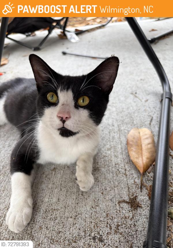 Found/Stray Male Cat last seen Soda Pop District , Wilmington, NC 28401