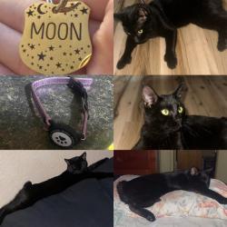 Lost Male Cat last seen Se 47th ave, Summerfield, FL 34491