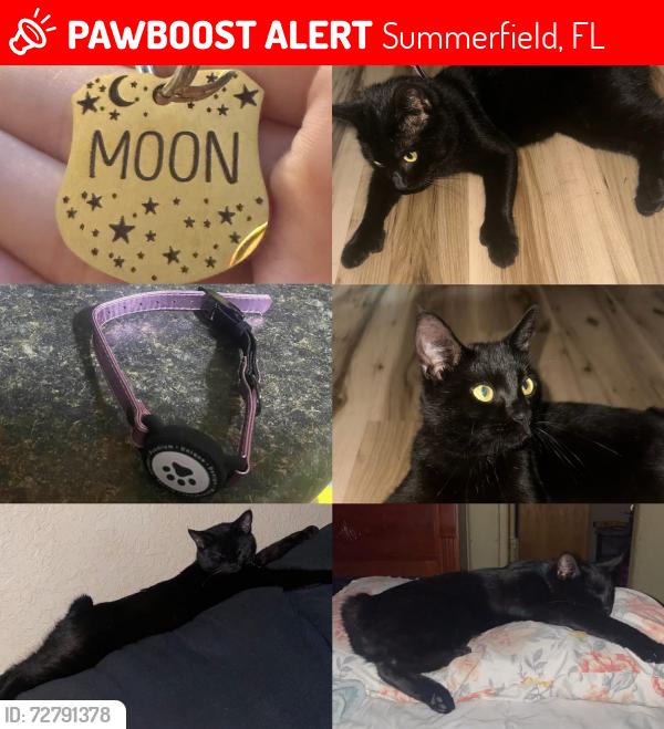 Lost Male Cat last seen Se 47th ave, Summerfield, FL 34491