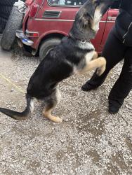 Found/Stray Male Dog last seen Sw Tongue lane , Washington County, OR 97113