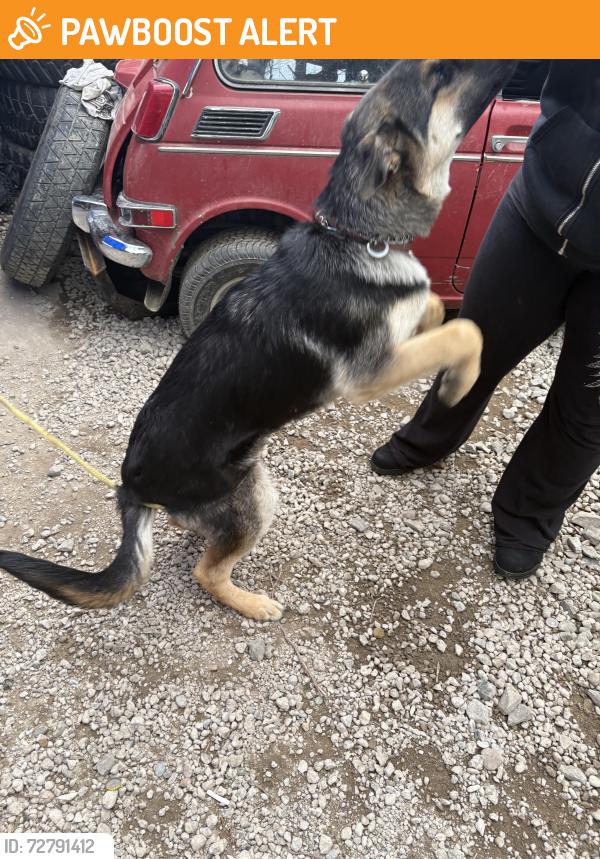 Found/Stray Male Dog last seen Sw Tongue lane , Washington County, OR 97113