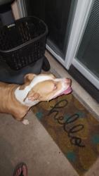 Found/Stray Female Dog last seen 23rd  Avenue  and  cactus  rd , Phoenix, AZ 85029