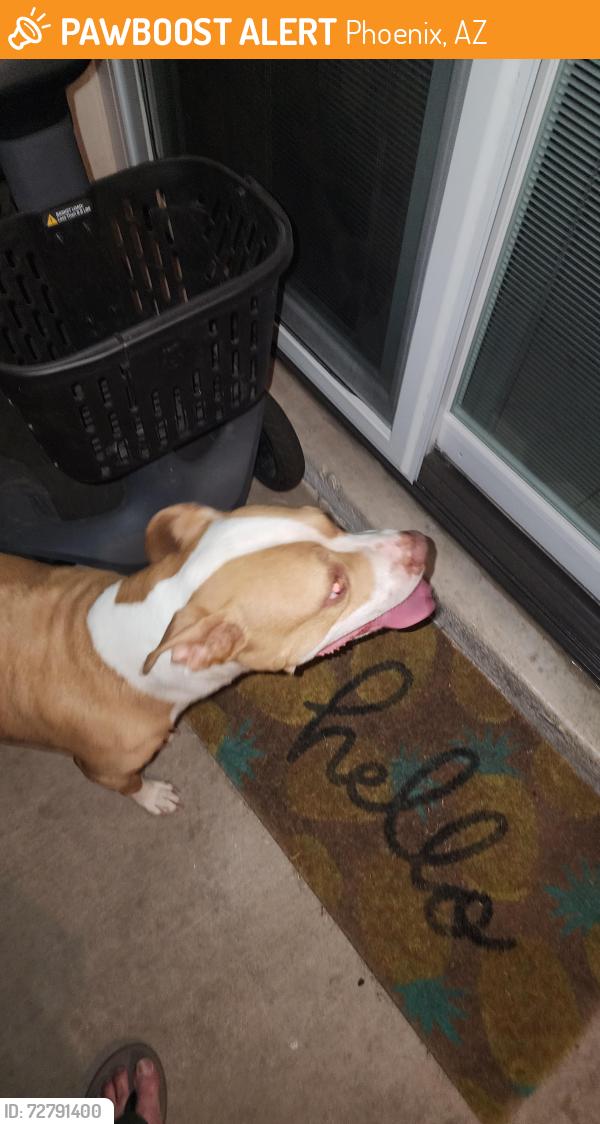 Found/Stray Female Dog last seen 23rd  Avenue  and  cactus  rd , Phoenix, AZ 85029