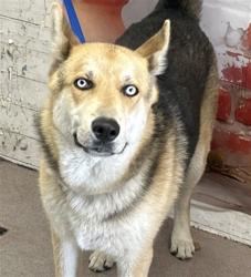 Shelter Stray Male Dog last seen RANDALL/FONTANA AVE., San Bernardino, CA 92401