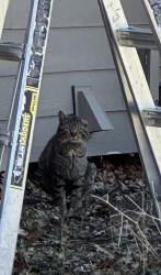 Found/Stray Unknown Cat last seen Between 4th Ave and Oakland Dr, Burnsville, MN 55337
